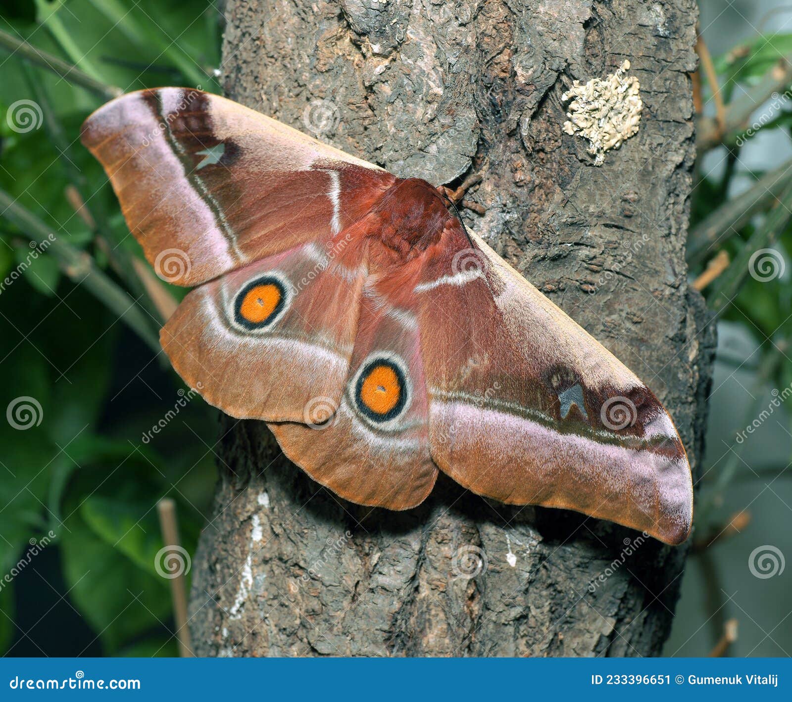 bunaea alcinoe butterfly